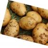 История картофеля на руси Когда начали выращивать картофель