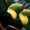 Why does a toucan need a big beak?
