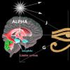 Development of the pineal gland