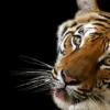 Rok ohnivého tigra: vlastnosti človeka