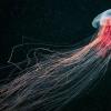 Do jellyfish really eat?  Jellyfish dishes?  Do jellyfish eat?  Who eats jellyfish