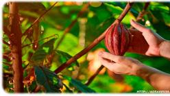 Mindenki kedvenc kakaópora: mindent elmondunk az egészségre gyakorolt ​​jótékony hatásairól és ártalmairól