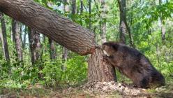 Beaver (larawan): Walang kapagurang gumagawa ng dam