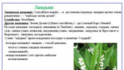 Presentation on the topic “Why lily of the valley has become a rare plant