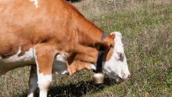 How do cows calve?