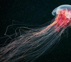 Vai medūzas tiešām ēd?  Medūzu ēdieni?  Vai medūzas ēd?  Kas ēd medūzas
