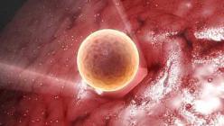 Oplodnenie vajíčka - proces od A do Z v čase Ako spermie vstupujú do krčka maternice