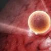 Yumurtanın döllenmesi - zaman içinde A'dan Z'ye bir süreç Sperm rahim ağzına nasıl girer?