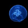 Какво ядат медузите, каква е тяхната диета?