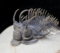 Arthropodes fossiles trilobites