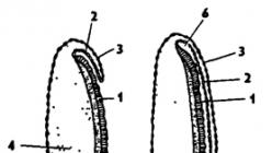 Böcek metamorfozu Farklı tipte metamorfozlara sahip böcek larvaları