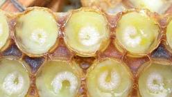 Royal jelly: medicinal properties, how to take and store What is the name of royal jelly