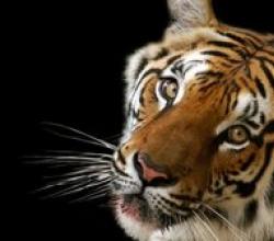 Godina vatrenog tigra: karakteristike muškarca