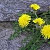 सिंहपर्णी - धूप वाले फूल